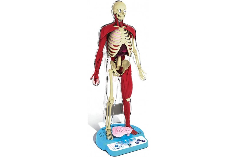 Ultimate Squishy Human Body Lab with SmartScan Technology