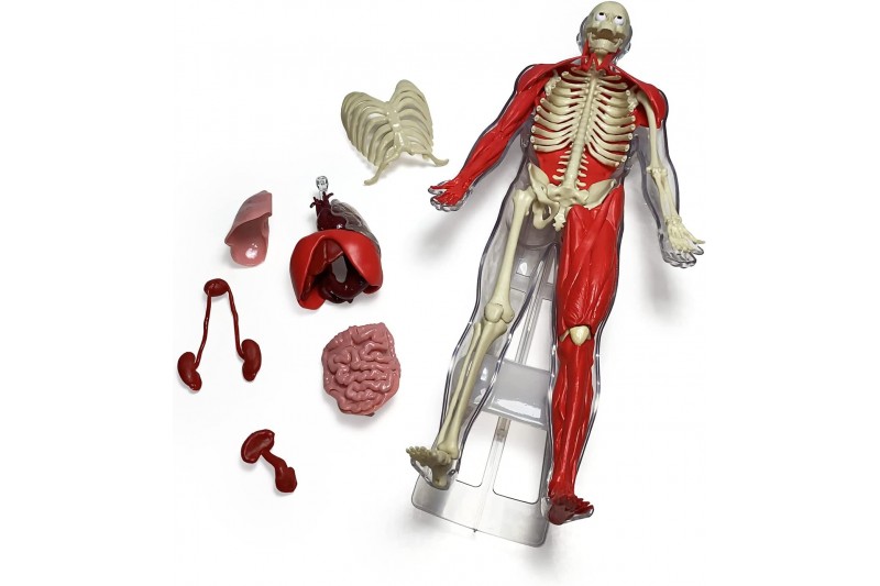 Ultimate Squishy Human Body Lab with SmartScan Technology